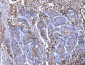 Anti-CD55 Antibody Picoband™ (monoclonal, 5B9E1)